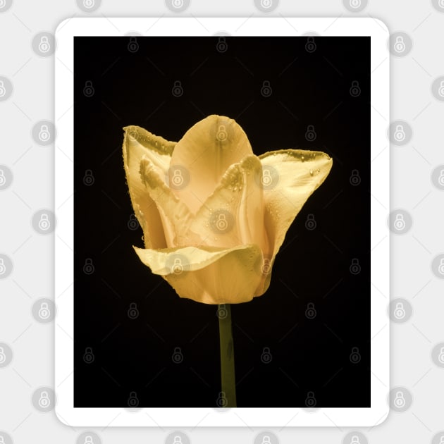 Tulip In Profile 6 Sticker by Robert Alsop